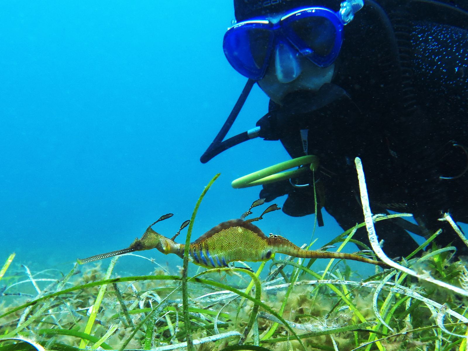 Leafy Sea Dragon Hunt underwater documentary